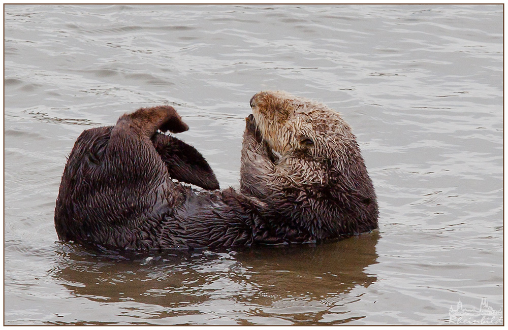 Hairy Otter