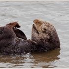 Hairy Otter