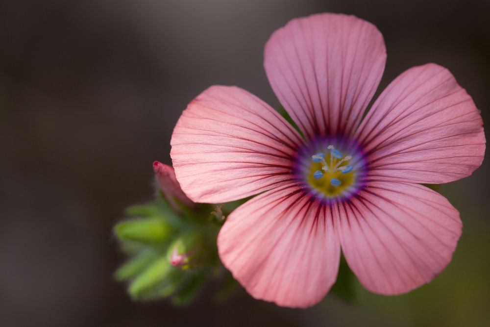 Hairy pink flax - mein Sonntagsblümchen