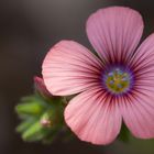 Hairy pink flax - mein Sonntagsblümchen