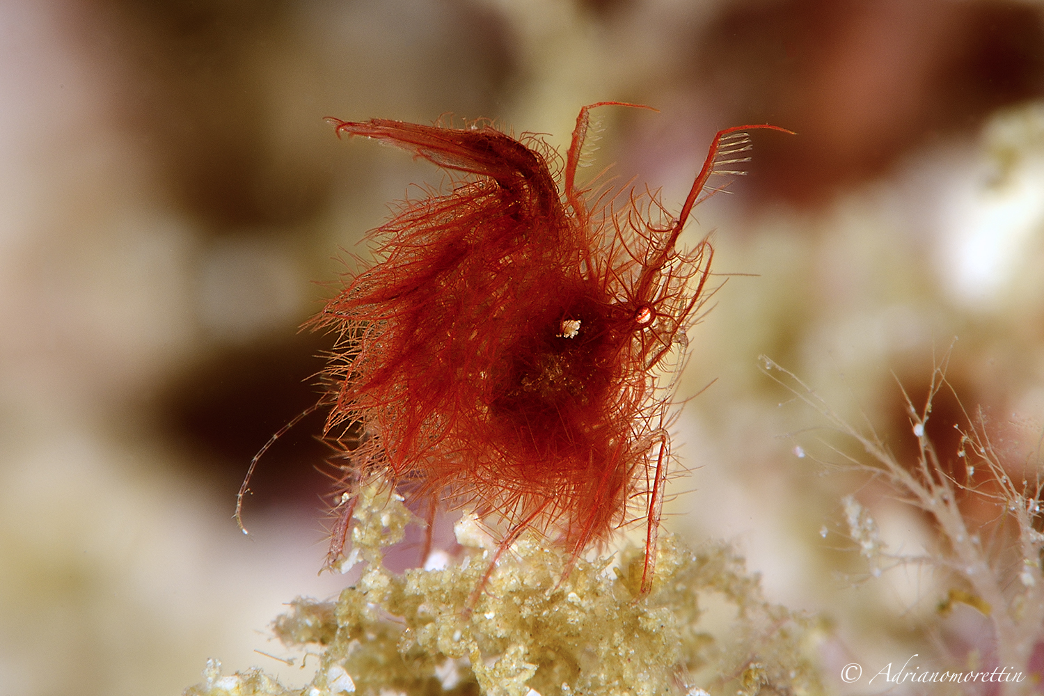 Hairy shrimp