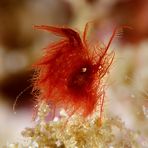 Hairy shrimp