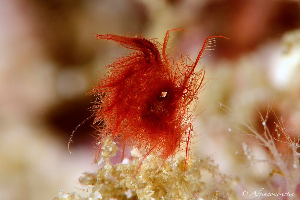 Hairy shrimp