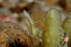 Hairy-Shrimp (Haarige Garnele)