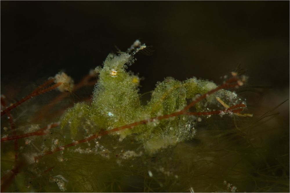 Hairy Shrimp in Grün