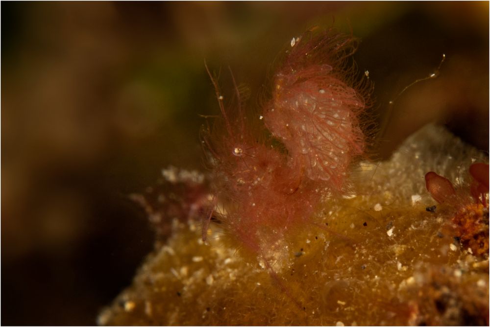 Hairy Shrimp in Pink