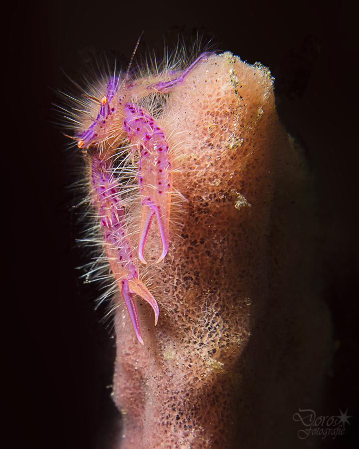 Hairy Squat Lobsters