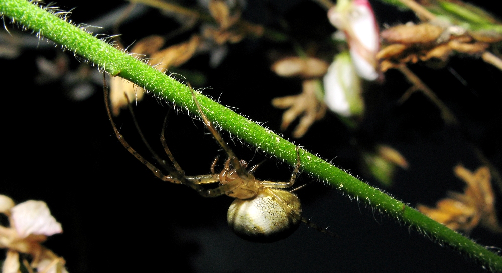 hairy things