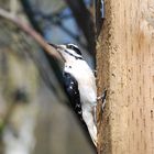 Hairy Woodpecker