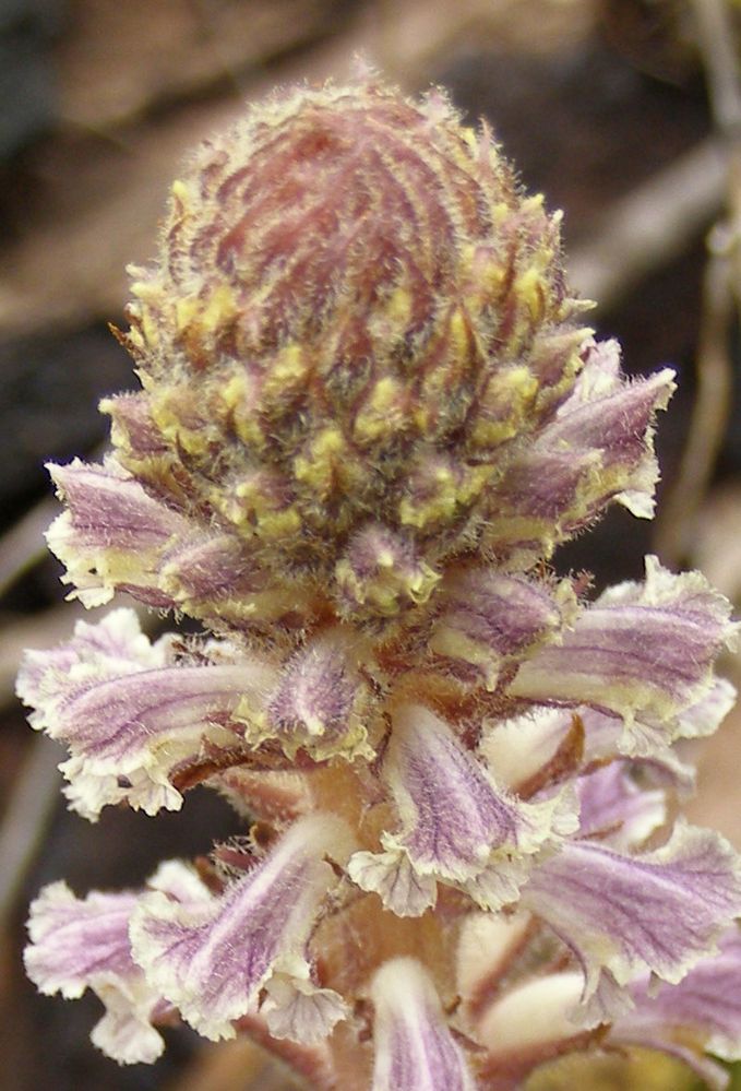 Hakea