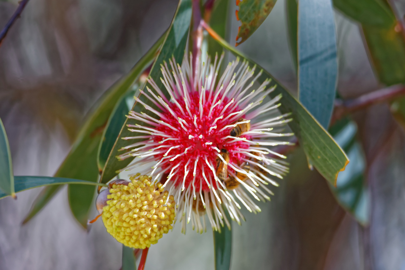 Hakea petioralis