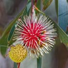 Hakea petioralis