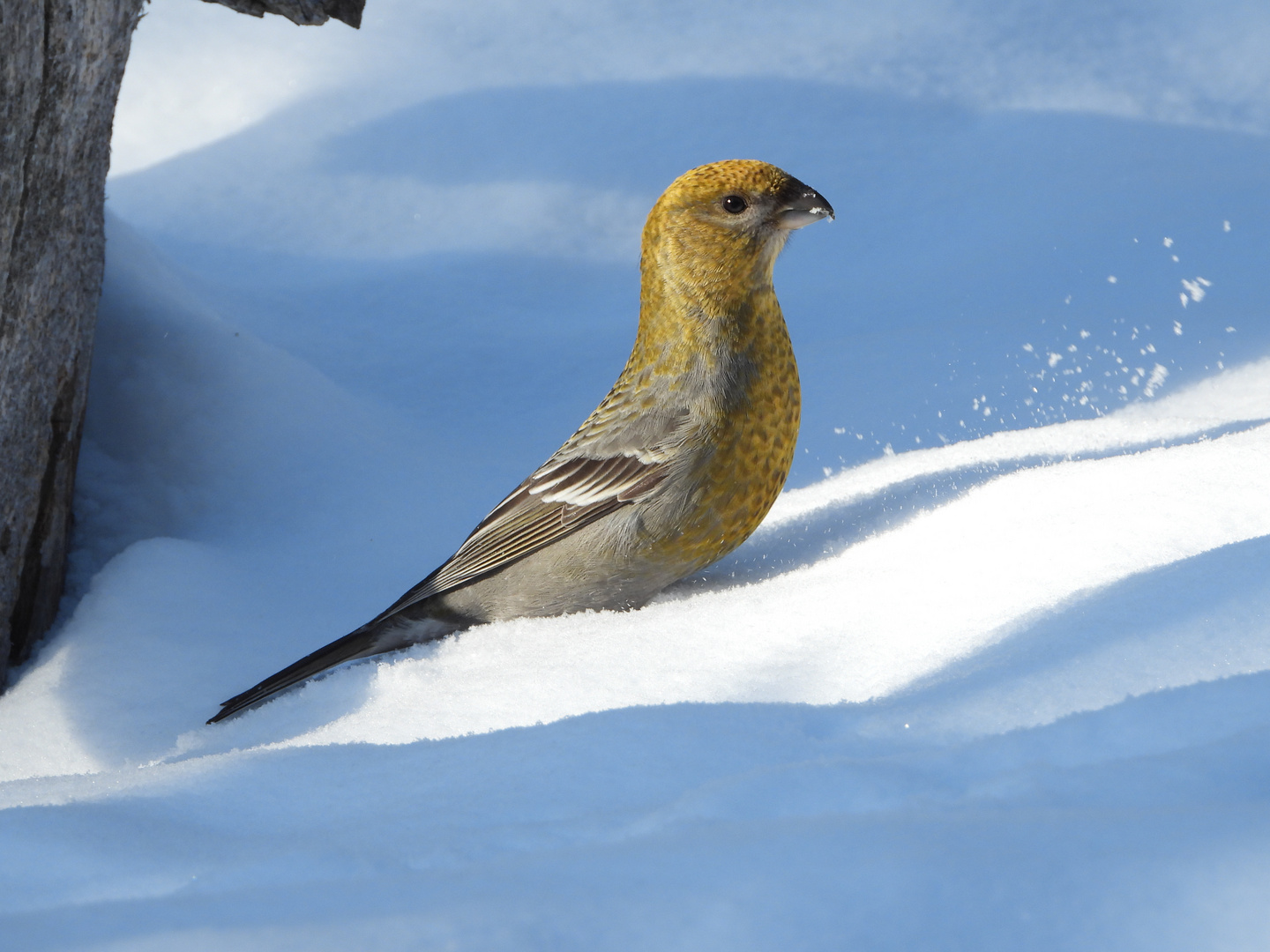 Hakengimpel im Schnee