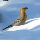 Hakengimpel im Schnee