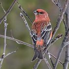 Hakengimpel (Male)