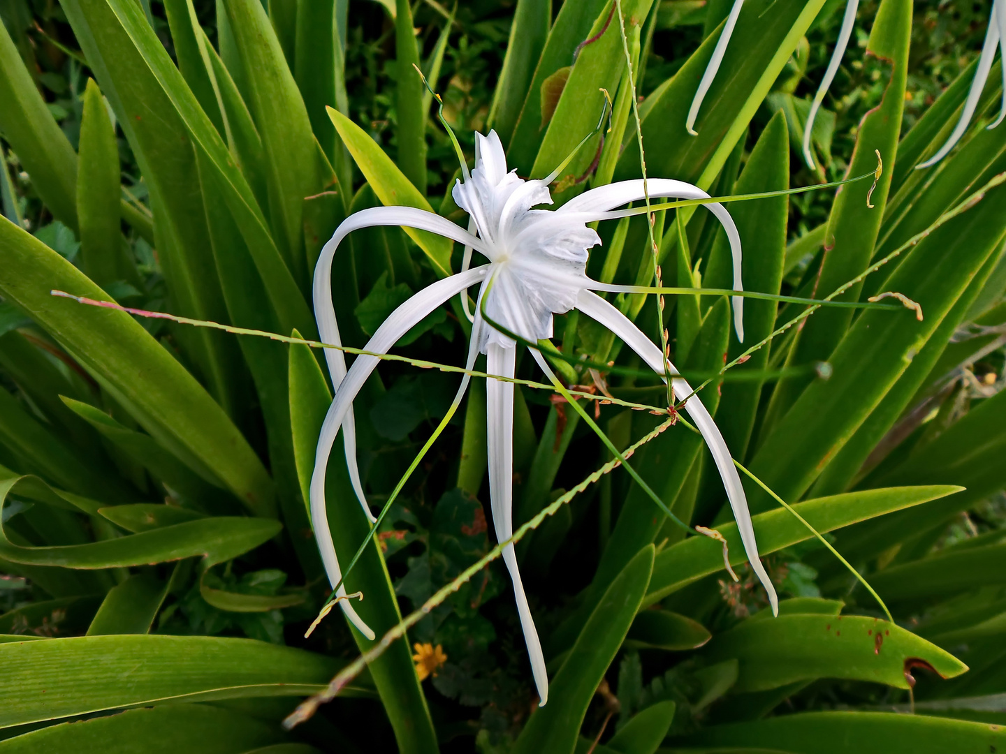 " Hakenlilie am Wegesrand " , Pang- pang - Aklan - Panay 2014