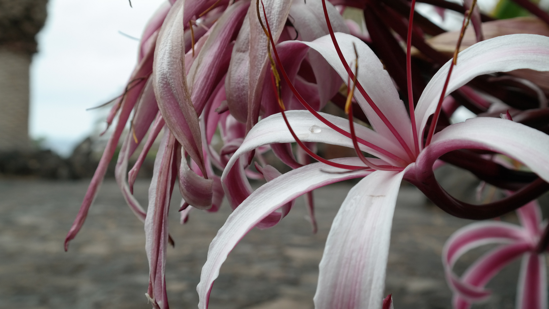 Hakenlilie auf Lanzarote