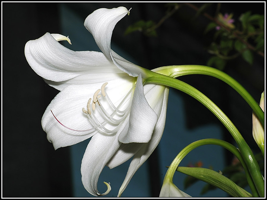 Hakenlilie Foto & Bild pflanzen, pilze & flechten, blüten