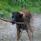 Hakimo beim Stockspiel