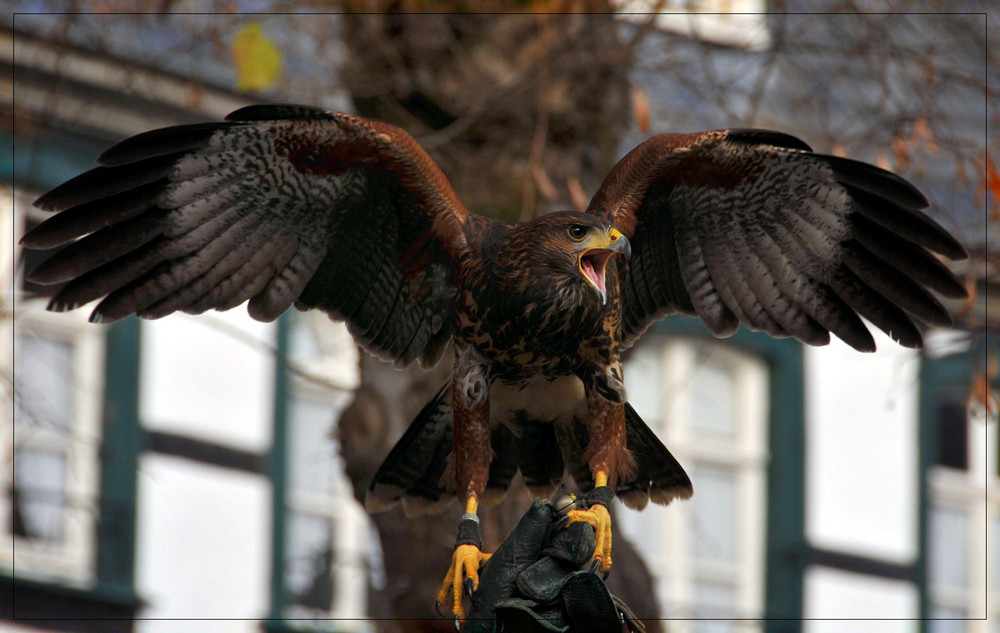 Halali in Moschau 2008