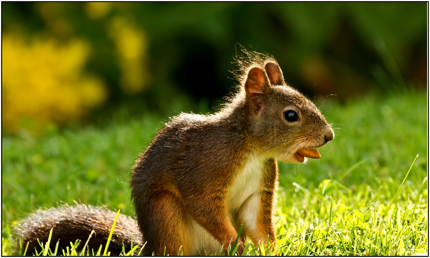 Halb 10 in Deutschland.... Foto & Bild tiere, wildlife, säugetiere Bilder auf