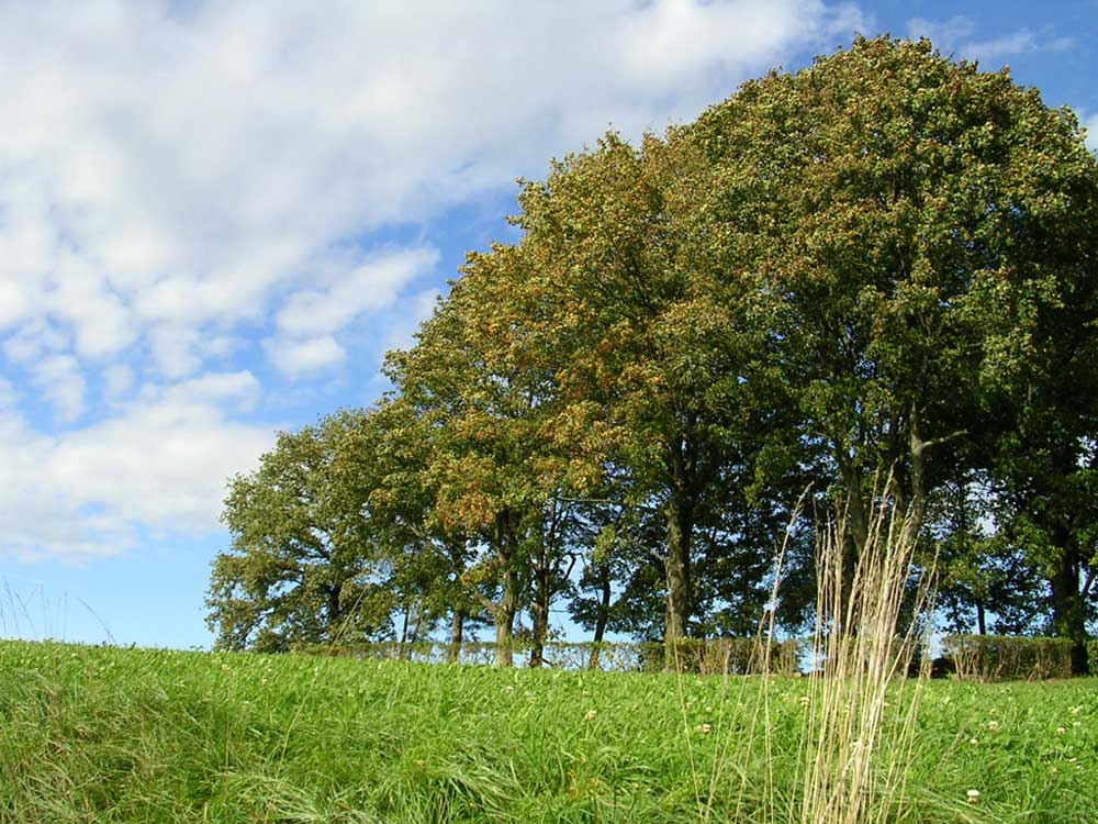 Halb Baum, halb Himmel