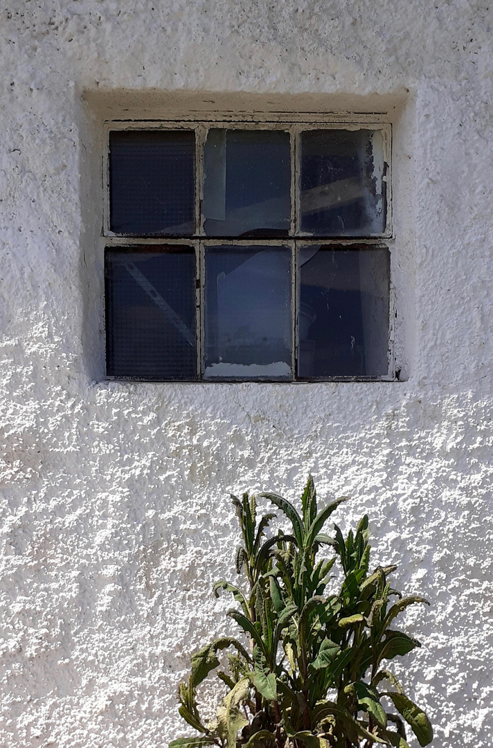 Halb Fenster, halb Pflanze ...