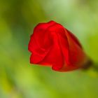 Halb geöffnete Lein-Blüte (Linum grandiflorum)