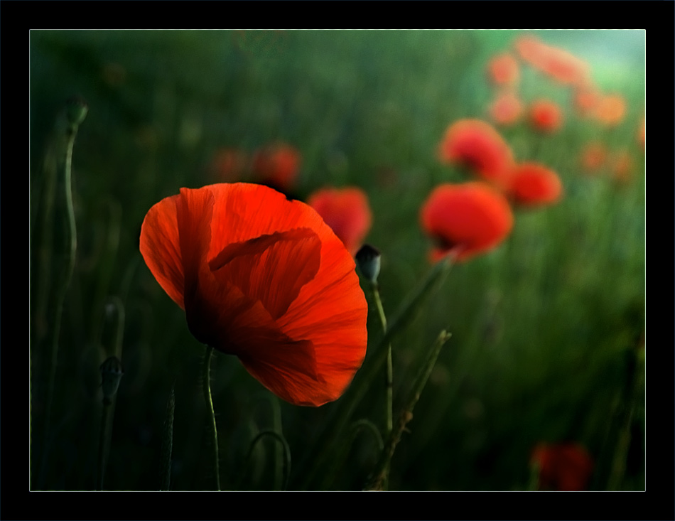 Halb-Mohn-Phase