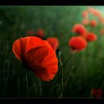 Halb-Mohn-Phase