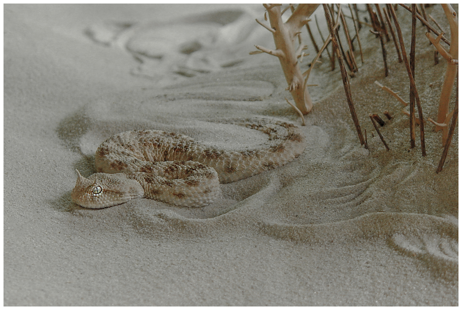 Halb verborgen im Sand 