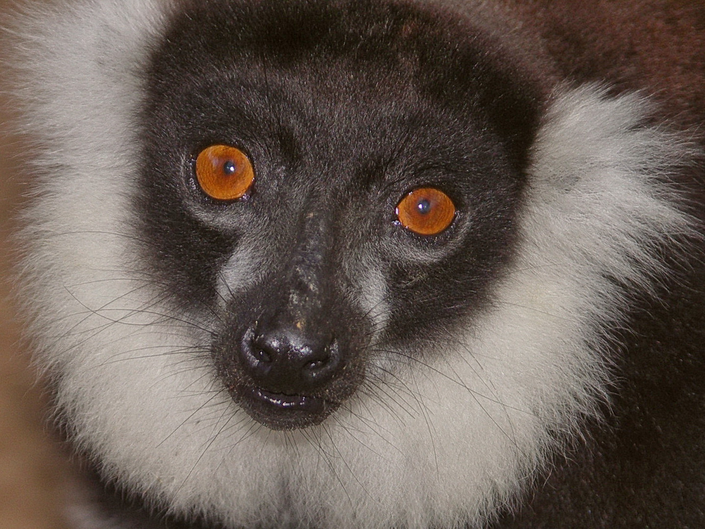 Halbaffe Wildlife Madagaskar