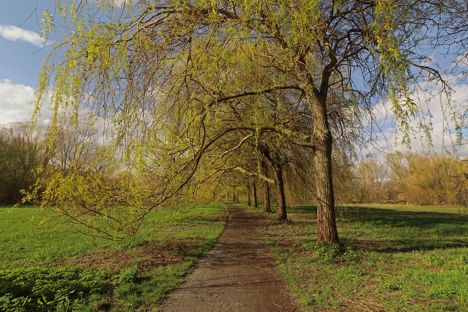 Halballee im Frühling