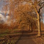 Halballee im Winterlicht