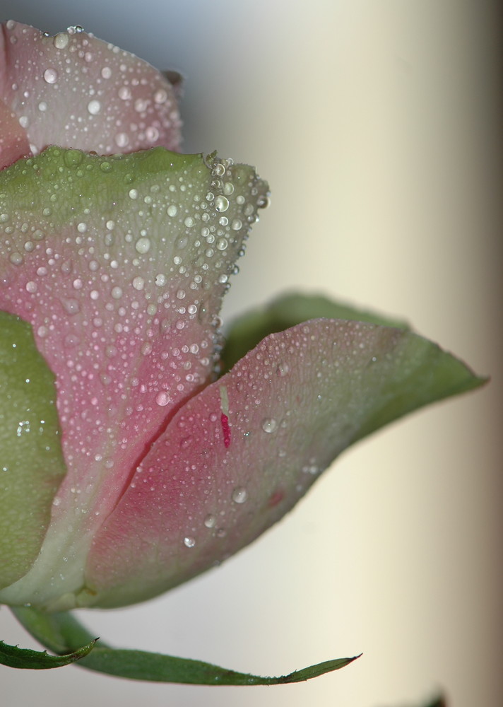 Halbe Blüte mit Wassertropfen