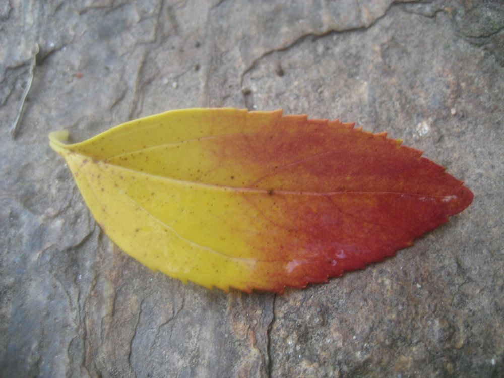 Halbehalbe Foto & Bild pflanzen, samen, natur, herbst Bilder auf