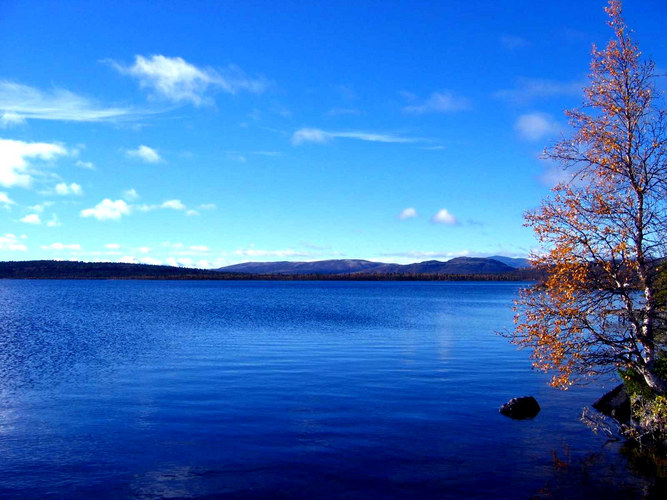 Halbe Herbstbirke