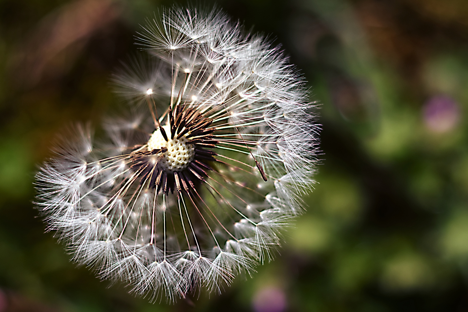 halbe Pusteblume