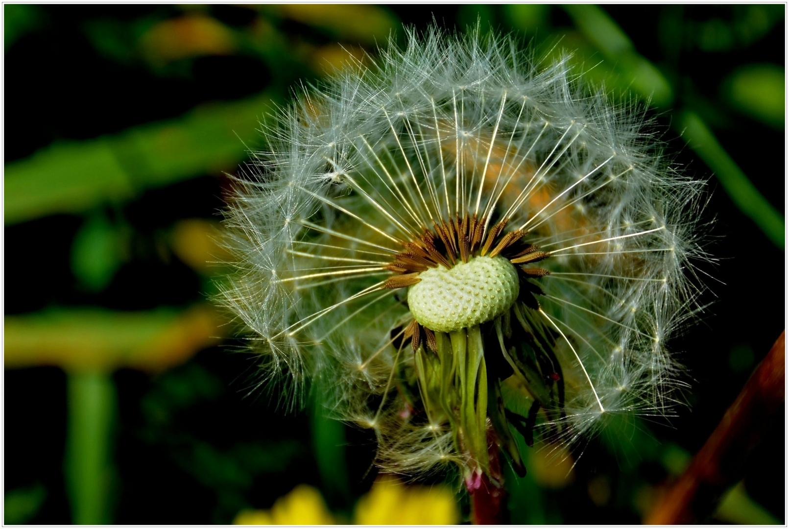 halbe Pusteblume