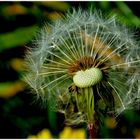 halbe Pusteblume