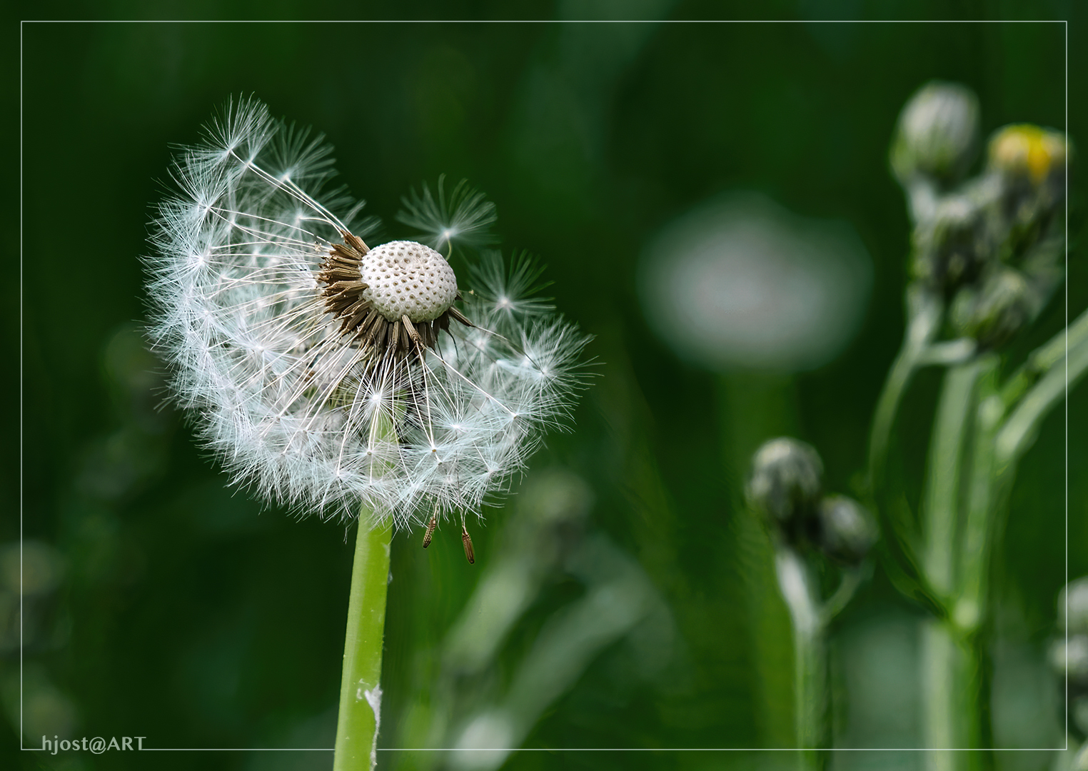 halbe Pusteblume ...