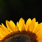 Halbe Sonnenblume