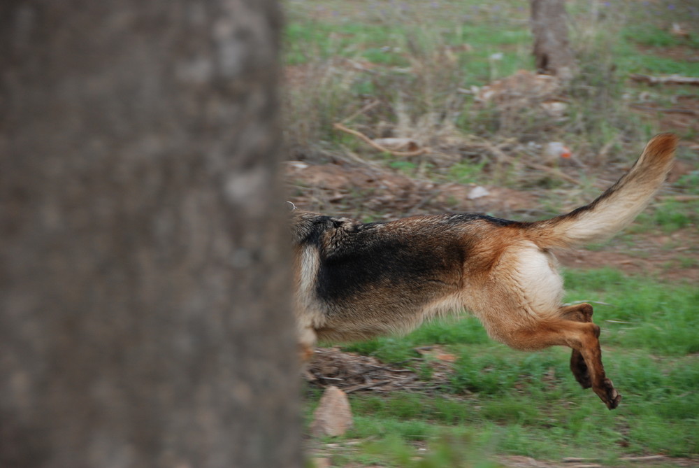 halber Baum ... halber Hund