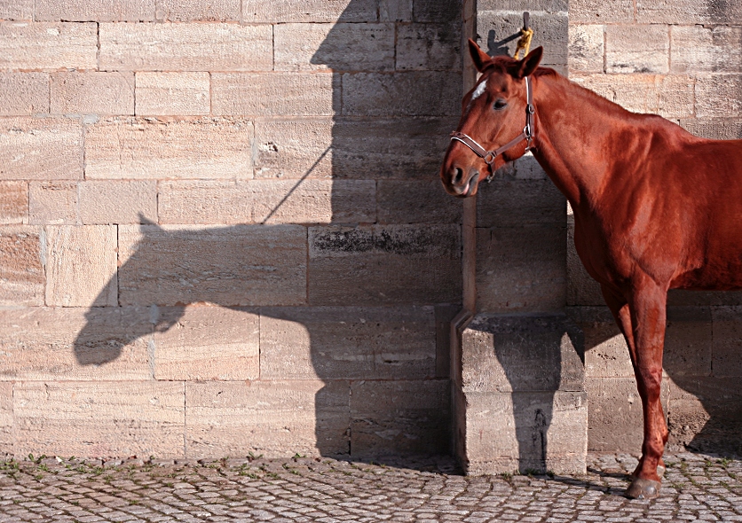 Halber Gaul Foto & Bild tiere, haustiere, pferde, esel, maultiere