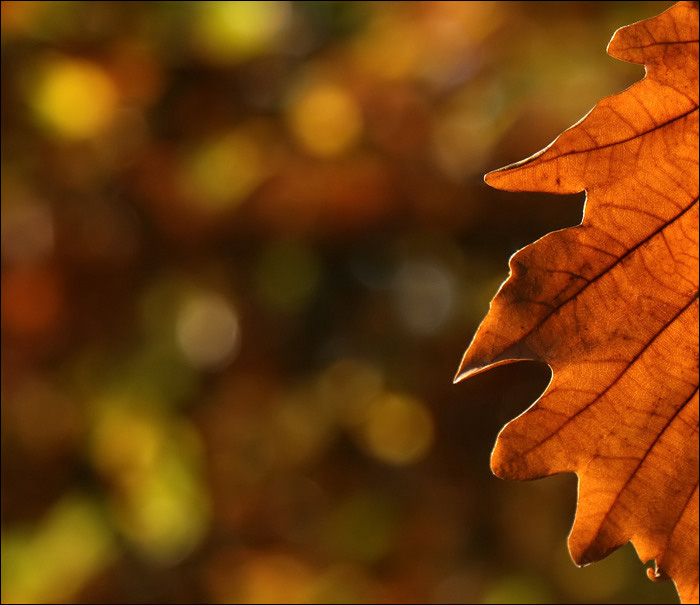 Halber Herbst