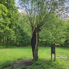 Halber Stamm, ganzer Baum 