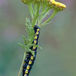 Halberwachsene Raupe des