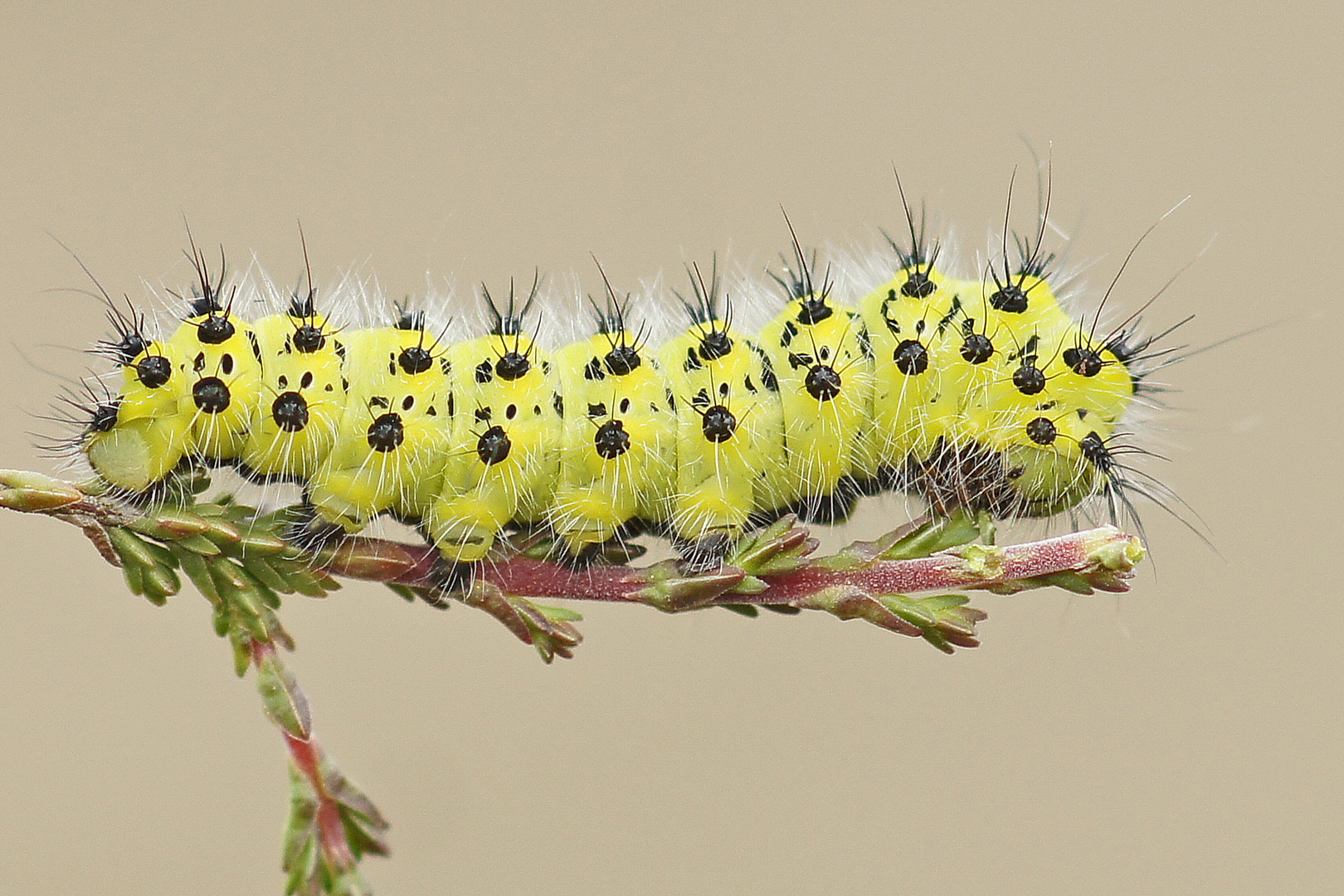 Halberwachsene Raupe des Kleinen Nachtpfauenauge (Saturnia pavonia)