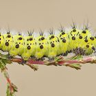 Halberwachsene Raupe des Kleinen Nachtpfauenauge (Saturnia pavonia)