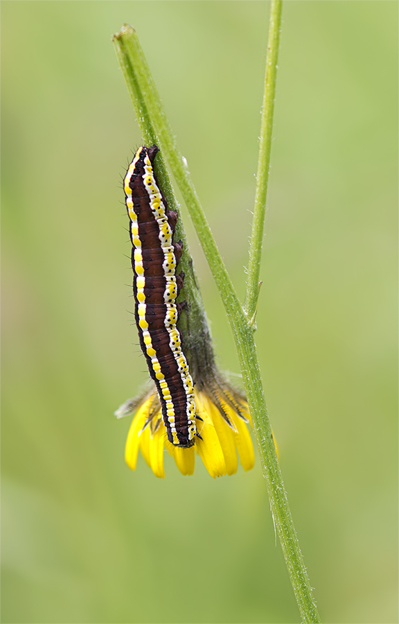 Halberwachsene Raupe des Kräutermönchs